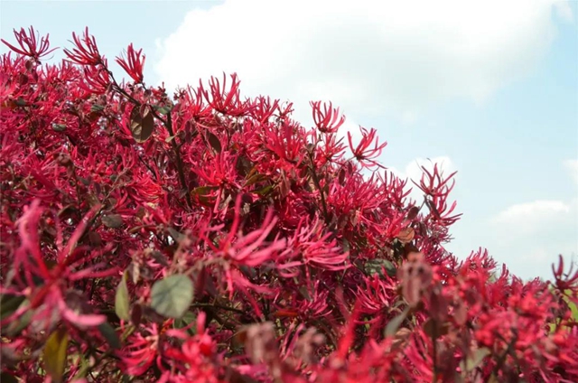 每日限500人次 ，瀘州植物園恢復(fù)開(kāi)園！(圖5)