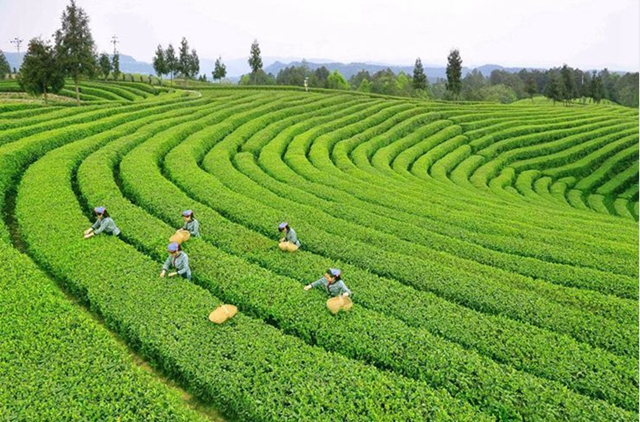 2億資金助茶農(nóng)！央視點(diǎn)贊宜賓！這些茶葉持續(xù)熱銷(圖3)