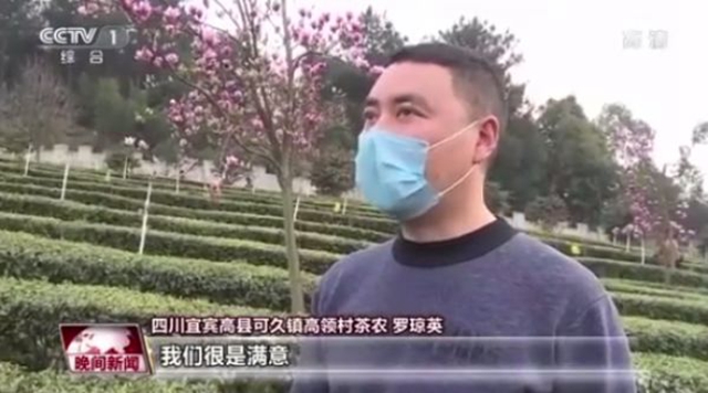 2億資金助茶農(nóng)！央視點(diǎn)贊宜賓！這些茶葉持續(xù)熱銷(圖4)