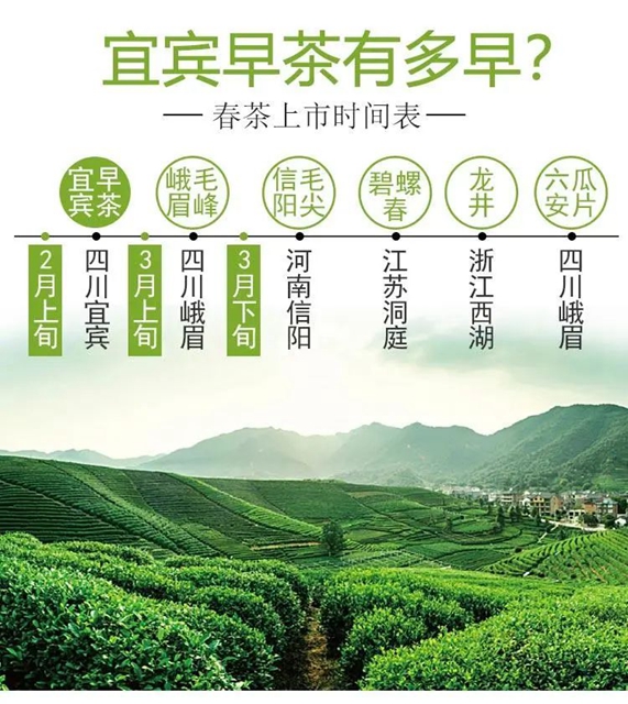 2億資金助茶農(nóng)！央視點(diǎn)贊宜賓！這些茶葉持續(xù)熱銷(圖13)