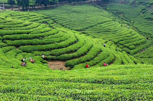 2億資金助茶農(nóng)！央視點(diǎn)贊宜賓！這些茶葉持續(xù)熱銷(圖14)