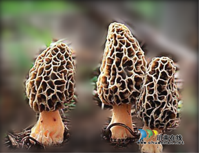 吃了大補(bǔ)還能助山區(qū)群眾脫貧增收，古藺“陽雀雀”來了！(圖1)