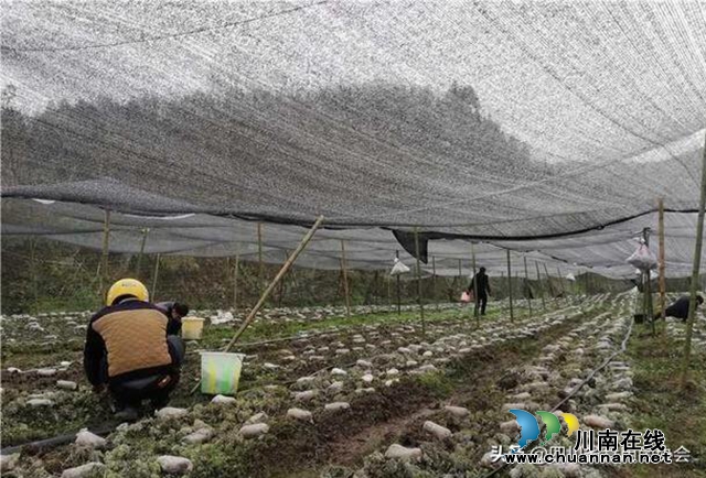 吃了大補(bǔ)還能助山區(qū)群眾脫貧增收，古藺“陽雀雀”來了！(圖6)