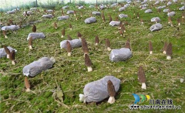 吃了大補(bǔ)還能助山區(qū)群眾脫貧增收，古藺“陽雀雀”來了！(圖7)