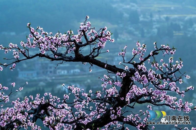 “云”賞瀘州丨赤水河畔桃李芬芳，敘永這些地方美翻了！(圖14)