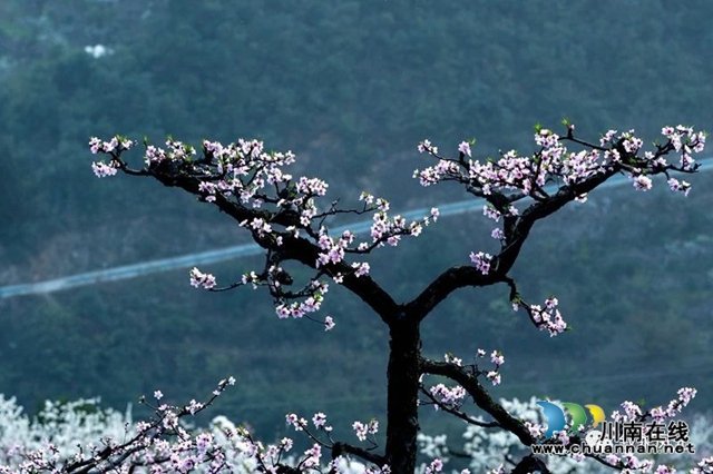 “云”賞瀘州丨赤水河畔桃李芬芳，敘永這些地方美翻了！(圖10)