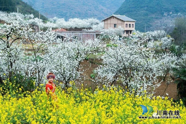 “云”賞瀘州丨赤水河畔桃李芬芳，敘永這些地方美翻了！(圖30)