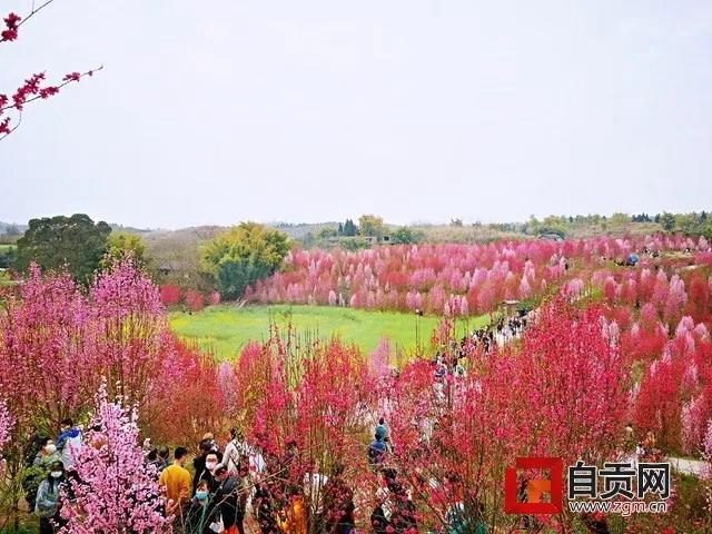 @自貢人：疫情未結(jié)束，請(qǐng)錯(cuò)峰賞花，切勿扎堆！