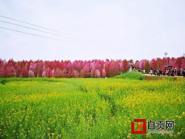 @自貢人：疫情未結(jié)束，請(qǐng)錯(cuò)峰賞花，切勿扎堆！(圖3)