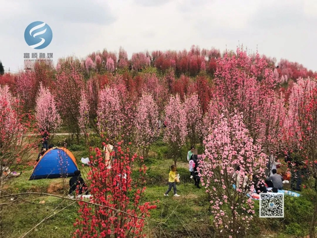 看桃花致富順板橋收費(fèi)站關(guān)閉，疫情尚未解除，別扎堆！(圖3)