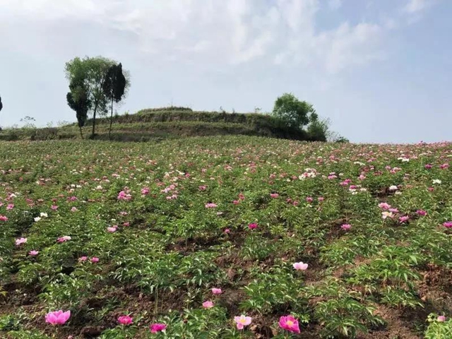 陽光明媚好踏春！內(nèi)江這些地方有花有景有美食(圖4)