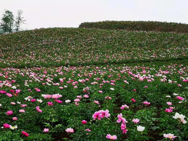 陽光明媚好踏春！內(nèi)江這些地方有花有景有美食(圖5)
