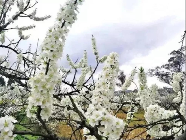 陽光明媚好踏春！內(nèi)江這些地方有花有景有美食(圖10)