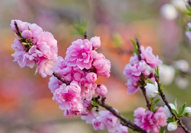 陽光明媚好踏春！內(nèi)江這些地方有花有景有美食(圖13)
