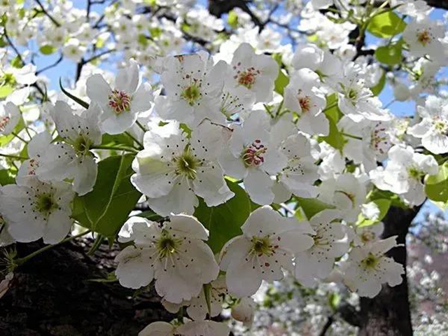 陽光明媚好踏春！內(nèi)江這些地方有花有景有美食(圖15)
