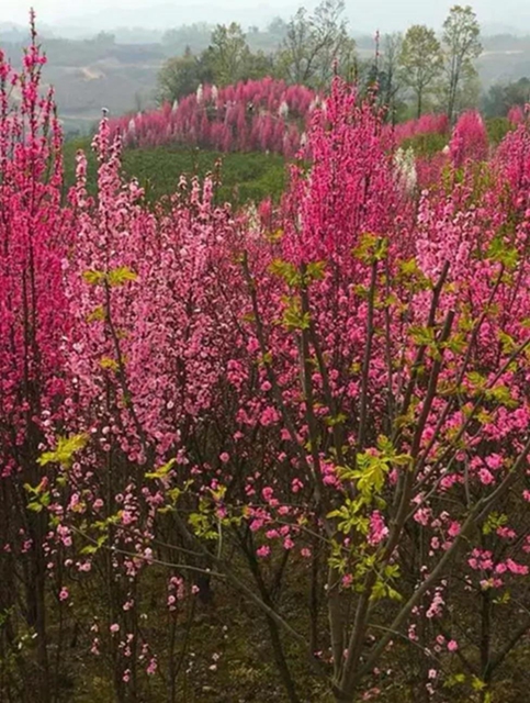 陽光明媚好踏春！內(nèi)江這些地方有花有景有美食(圖17)