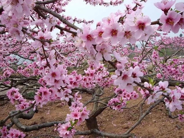 陽光明媚好踏春！內(nèi)江這些地方有花有景有美食(圖20)
