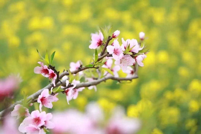 陽光明媚好踏春！內(nèi)江這些地方有花有景有美食(圖21)