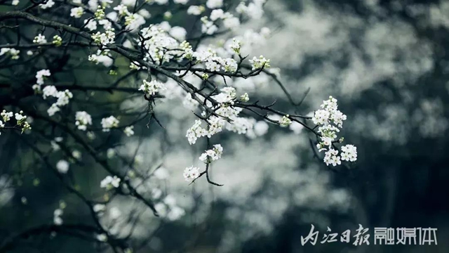 陽光明媚好踏春！內(nèi)江這些地方有花有景有美食(圖29)