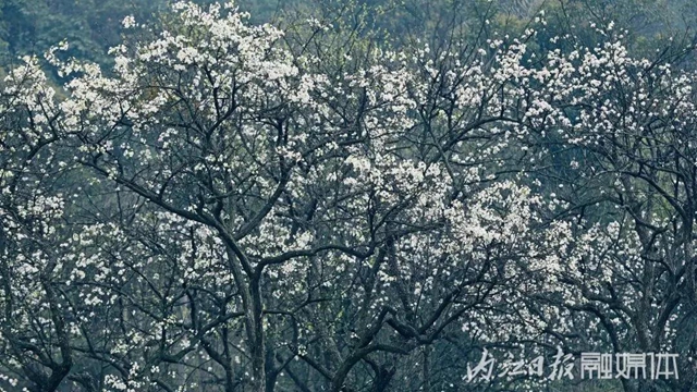 陽光明媚好踏春！內(nèi)江這些地方有花有景有美食(圖30)