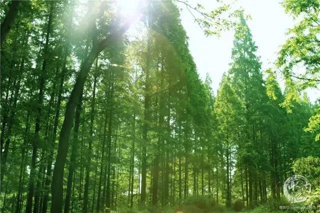 陽光明媚好踏春！內(nèi)江這些地方有花有景有美食(圖39)