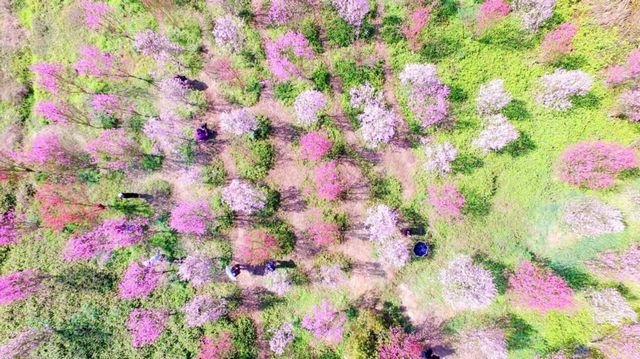 瀘州的春天，原來是這樣……(圖6)