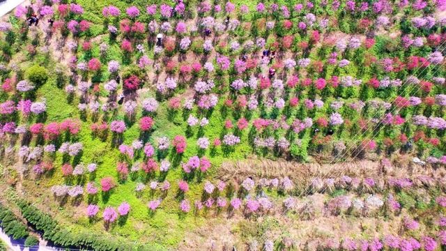 瀘州的春天，原來是這樣……(圖10)