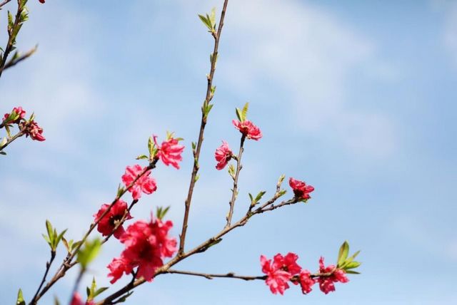 瀘州的春天，原來是這樣……(圖9)