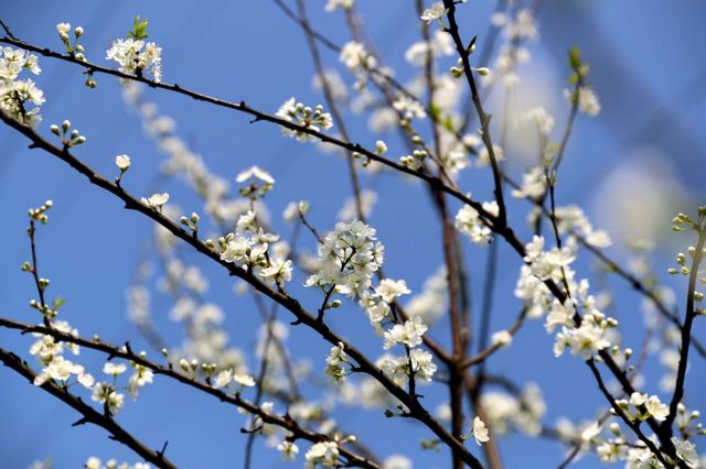 瀘州的春天，原來是這樣……(圖13)
