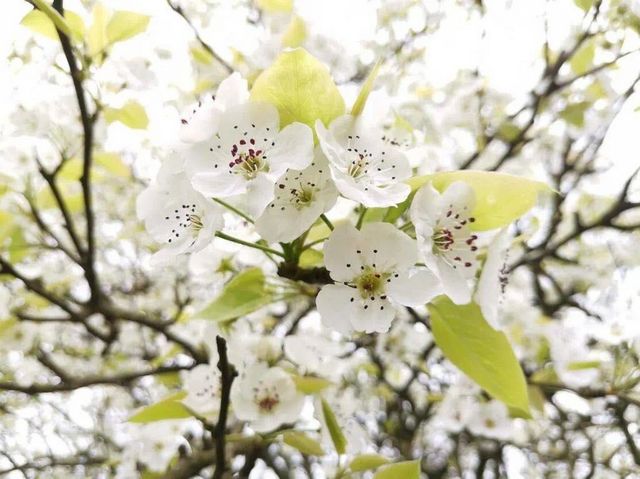 瀘州的春天，原來是這樣……(圖15)