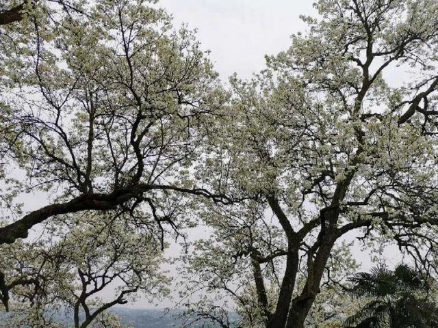瀘州的春天，原來是這樣……(圖16)