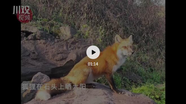 瀘州一小區(qū)狐貍出沒！愛拍照，不怕人，還愛吃火腿腸和肉包子