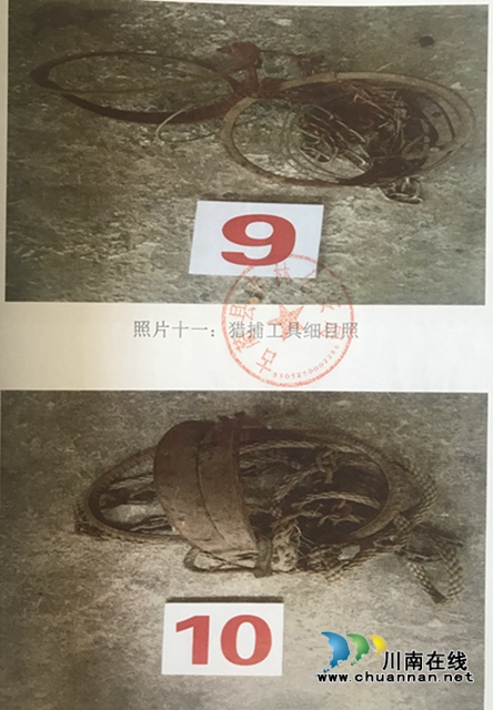 古藺：非法狩獵野豬  五人獲刑！(圖5)