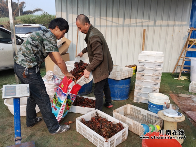 干得干不得？用事實說話！瀘縣福集螺螄山村第一書記陳治中念好稻蝦扶貧經(jīng)(圖2)
