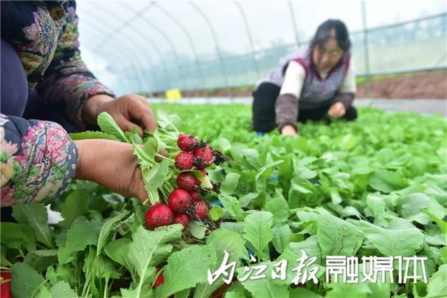 盆盆栽菜，內(nèi)江人喜愛(圖4)