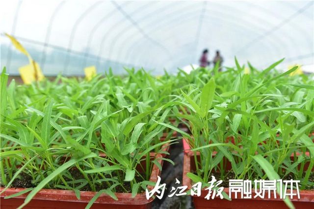 盆盆栽菜，內(nèi)江人喜愛(圖5)