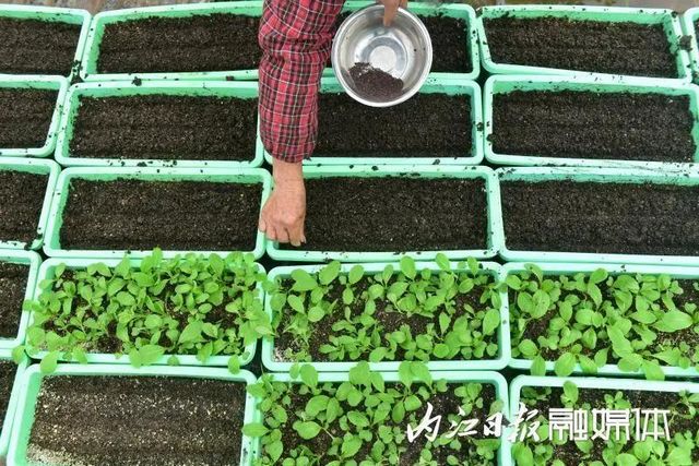盆盆栽菜，內(nèi)江人喜愛(圖1)