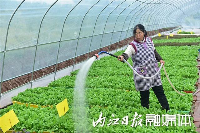 盆盆栽菜，內(nèi)江人喜愛(圖3)
