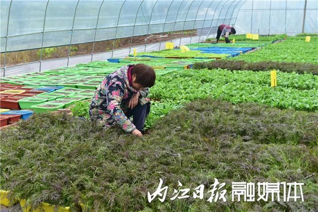 盆盆栽菜，內(nèi)江人喜愛(圖6)