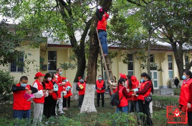 真的！隆昌在樹上修了100座房子(圖4)