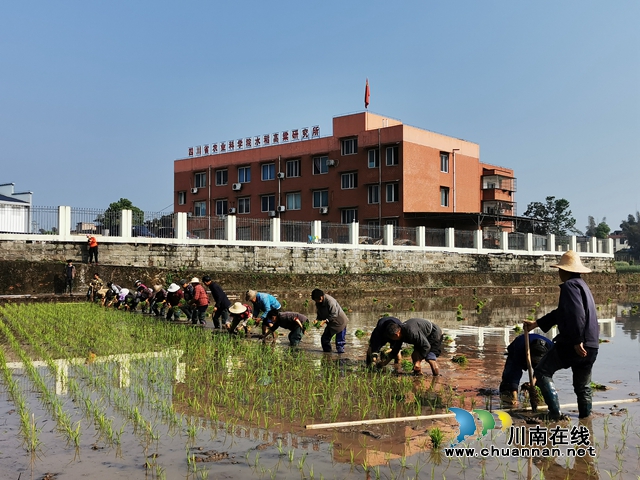省農(nóng)科院水稻高粱研究所：試驗田里排陣插秧，農(nóng)民復(fù)工播種豐收希望！(圖1)