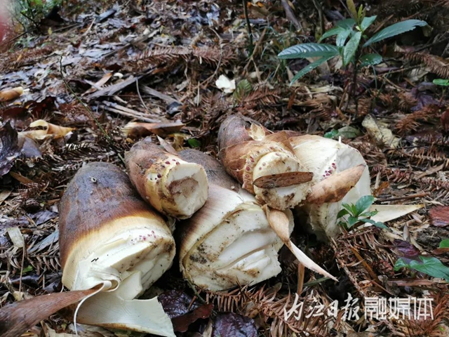 鮮美！春游內(nèi)江尋野味(圖1)