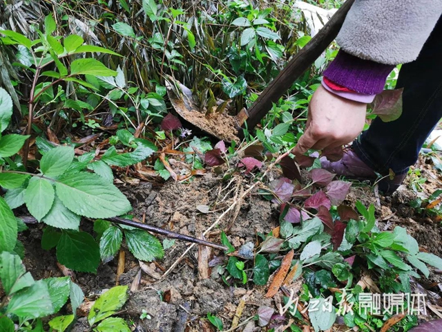 鮮美！春游內(nèi)江尋野味(圖7)