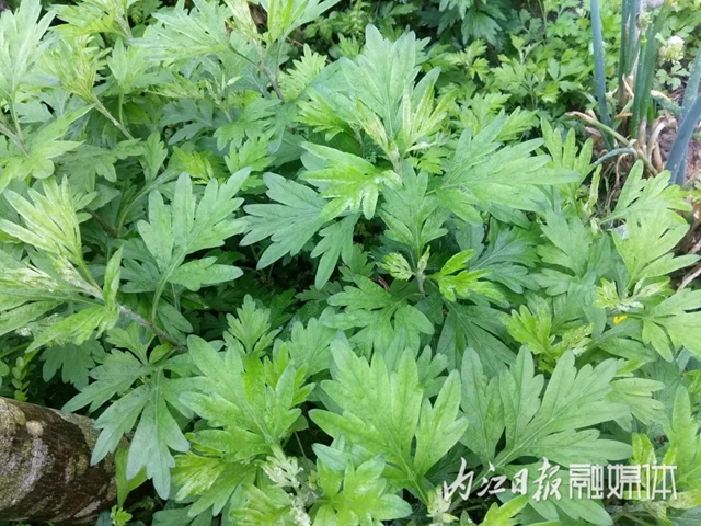 鮮美！春游內(nèi)江尋野味(圖9)