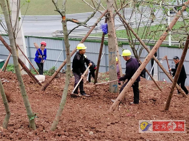 宜賓這個(gè)超大森林公園下月完工！風(fēng)景獨(dú)特功能豐富，有望成為長(zhǎng)江封面(圖2)