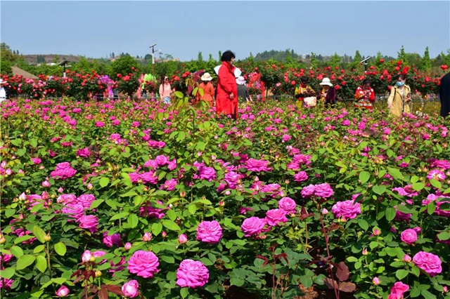 約起！內(nèi)江城邊邊的300畝玫瑰花海藏不住了(圖1)