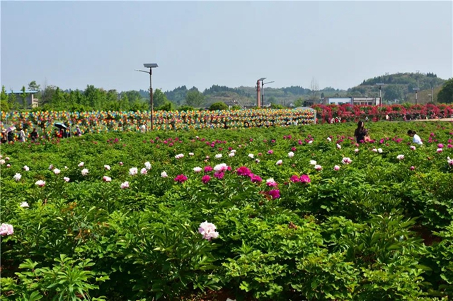約起！內(nèi)江城邊邊的300畝玫瑰花海藏不住了(圖3)