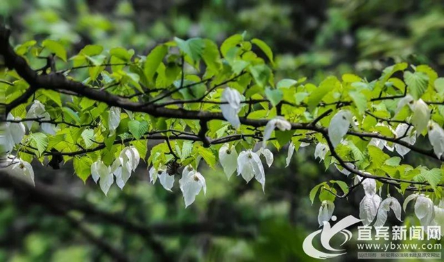 不要門票！宜賓這個(gè)地方2萬多株“鴿子花”開了！(圖1)