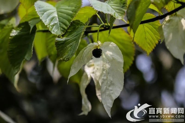 不要門票！宜賓這個(gè)地方2萬多株“鴿子花”開了！(圖6)