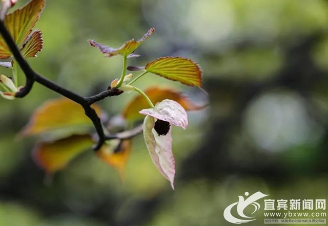 不要門票！宜賓這個(gè)地方2萬多株“鴿子花”開了！(圖8)